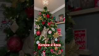 Приколы с кошками( ,"ПРИДЁТ НОВЫЙ ГОД #хитгода #котики #юмор #позитив #новыйгод #викторкинн #музыка