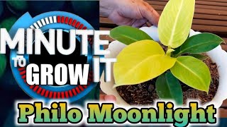 How to Propagate Philodendron Moonlight in One Minute⏱️