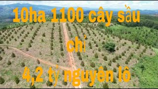 10Ha sầu riêng ngọc hồi kon tum giá 4ty2