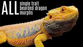 ALL Bearded Dragon Morphs | All Single-trait Bearded Dragon Morphs