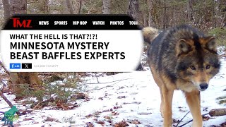 Minnesota mystery beast stalking the Northwoods