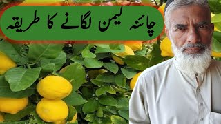 China Lemon Lagane Ka Tarika / How Grow Lemon Farming / lemon grow tips / Murad Ali Rehmani