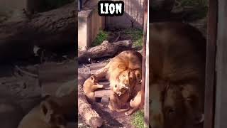 Lion #shorts #viral #trending