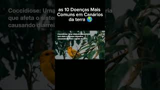 as 10 Doenças Mais Comuns em Canários da terra 🌎