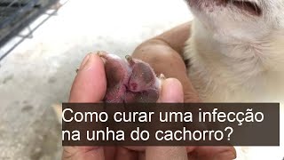 Como curar uma INFECÇÃO na UNHA do CACHORRO?