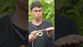 good morning 🌅 friend's 🌞#snake #nonvenomous #phusro #bokaro #photography #shorts #video