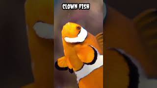 Clown fish #shorts #viral #trending