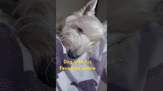 Very tired beautiful dog with his pillow #shorts #dogs #animals #love