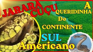 JARARACUÇU/"A Serpente Mais Temida"/#curiosidades/#mundoselvagem/#naturezacuriosa/@PolyCuriosity