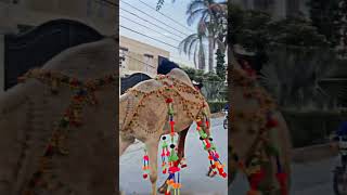 LAST WALK 🐪 #viral #foryou #bakraeidlover #camel #youtubeshorts