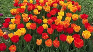 Flama Verna™ Tulip Blend | Bulbs in Bloom