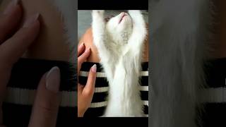 Подборка смешных видео с котами💗 #babycat #funny #youtubeshorts #рек #cute