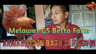 Melawat GS Betta Farm | Armageddon Betta 🔥