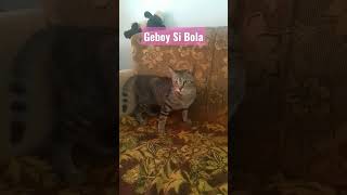 #Si Bola Berjalan Memainkan Ekor-nya#Kucing#TanjungBaru#Darso#Nina