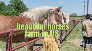 beautiful horses farm in US | horse farming in US | US horse riding club|