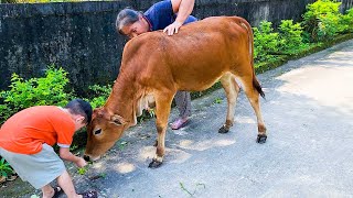 con bò - bai hát con bò - đi chăn bò cầm cây roi thật to