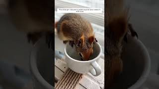 This kind girl rescued a weak squirrel and raised it with love #animalshorts #shortvideo