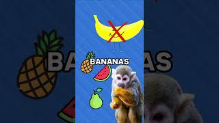 Why do monkeys eat bananas? 🤔