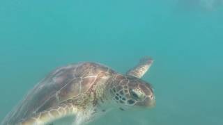 Akumal Beach, turtle spotting, Nov 2016, see description for tips