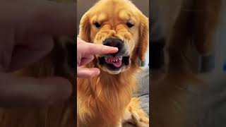 The golden retriever dental check!!!cute smart and brave ! !#shorts #funnyvideo