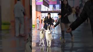 beautiful girl chinese street fashion  #shorts #trending #trendingshorts #shortvideo #beautiful