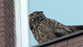 Eagle Owl: Uhu-Weibchen und Nachwuchs tagsüber und in den Abendstunden im Juli 2010.