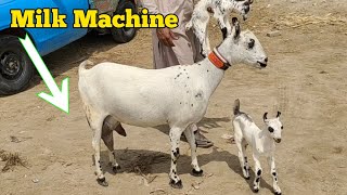 Top Milk Machine of barbari goats (Documentary) Tandoadam mandi