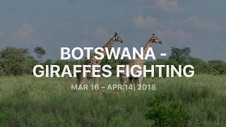 Botswana - Giraffes Fighting