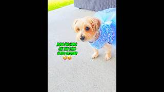 TAYLOR SWIFT's 'Trouble' Gets a PAWSITIVELY Hilarious Makeover with Ashley!#FunnyDog#shorts#cutedog