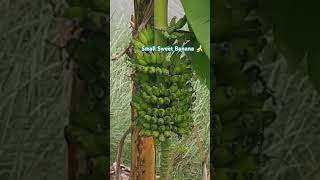 Highly sweetest banana fruit plant #south #banana #sweet #tamil