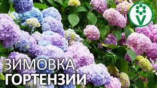 ДЛЯ ПЫШНОГО ЦВЕТЕНИЯ ГОРТЕНЗИИ НУЖНО СДЕЛАТЬ ТАК ОСЕНЬЮ! Подготовка гортезнии к зиме