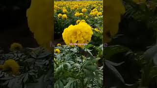 marigold farm