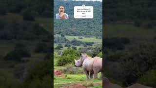 Shocking Encounter: Lion vs Rhinos! Who Will Dominate? #animals #shorts #wildlife