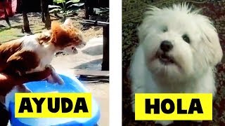 Animales Hablando Captados En Cámara - Parte 2