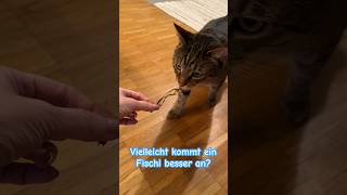 Cat Fish? 😹lustige Katzenvideos 😻#cats #shorts