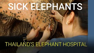 Where do they take elephants when they get sick? | Thailand