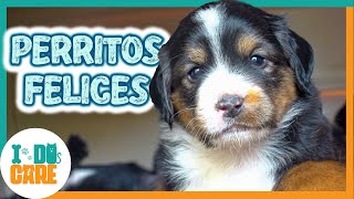 📣 Tenemos NOTICIAS! Sobre LUNO, y los CACHORROS de Candy 💛