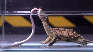 Snapping Turtle vs Eel , The Snapping Turtle Swallowed A 15cm Eel | live feeding