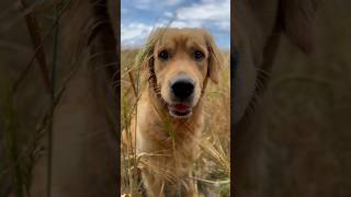 The cutest dog in the country #Goldenretriever #CuteDog #Dog #CountryDog #NatureLover #Pet #SweetDog