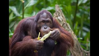 Smart Indonesian Orangutan Heals Wound With A Plant! #healingherbs #WildDoctor #NaturesMedicine