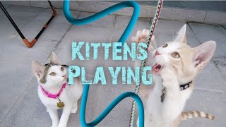 KITTENS  PLAYING WITH FULL ENERGY