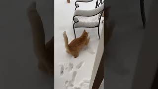 Amazing cats reaction to Snow 😹 #cats #funny #cuteandfunnypets