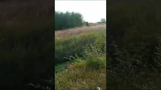 Тычный выстрел по утке в упор, не делайте так... /Duck Shot. Don't do that...