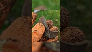 Is This a Bell? Metal Detecting Wales