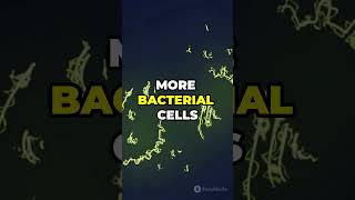 Good vs Bad Bacteria  The Truth!