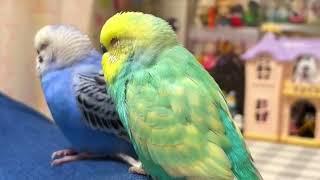 Unlock Ultimate Calm: This Bird Relaxation Routine Will AMAZE You! #birds  #viral #parakeet #parrot