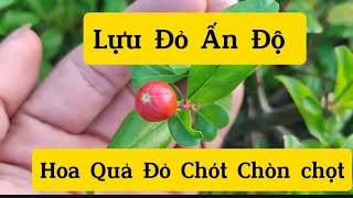 Cây Lựu Đỏ Ấn Độ Trồng Được Trong Chậu Ăn Quả Vừa Ngon Vừa Ngọt