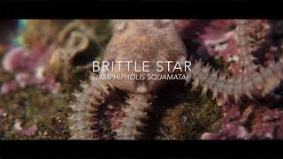 Brittle Star (Amphipholis squamata) / Ventnor / Isle of Wight