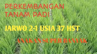 PADI JAJAR LEGOWO USIA 34 HST