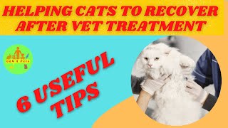 How can I help my cat recover after vet treatment? 6 Practical Tips given